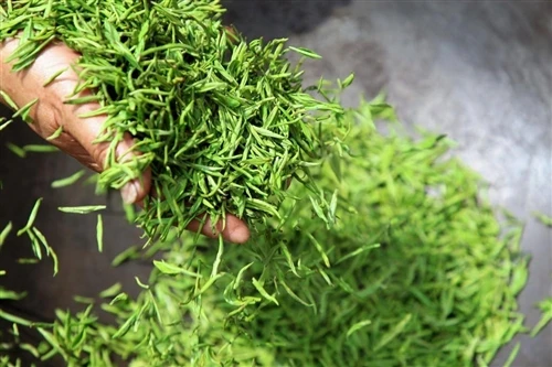 Why Is Longjing Tea Flat