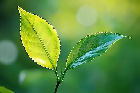 차 폴리페놀: 차잎의 천연 항산화제